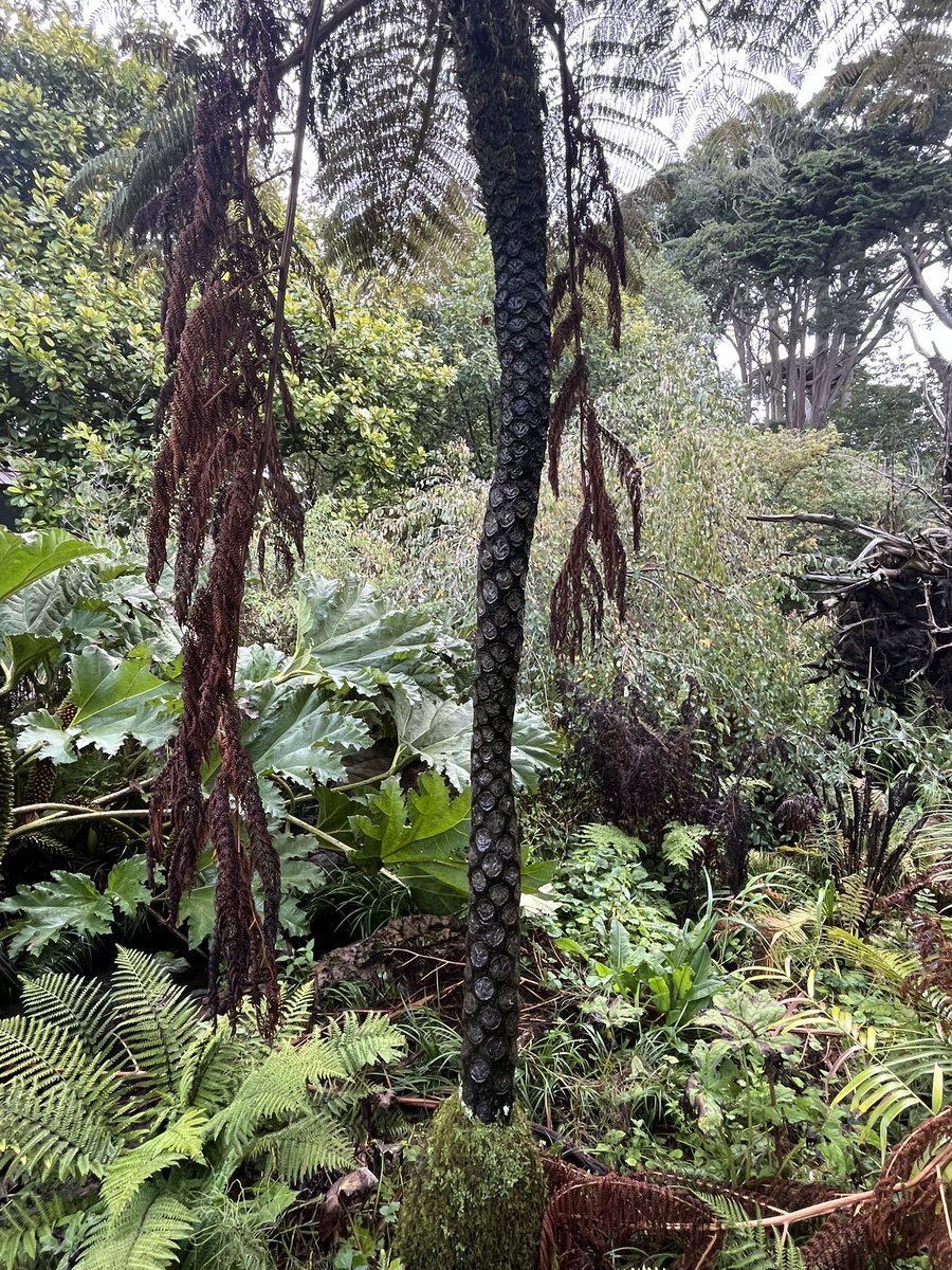 Peter Fallon tweet media