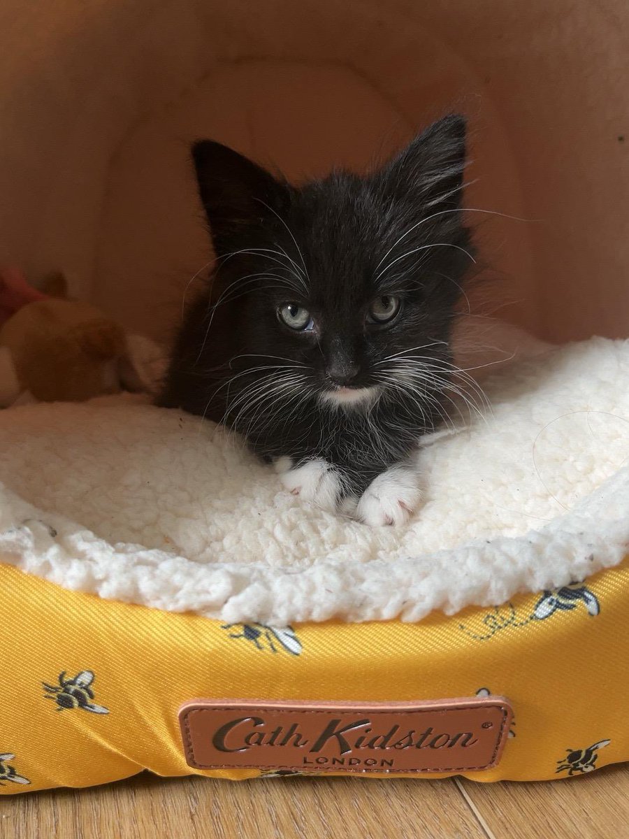 Meet Millie our new Farm Kitten X #Cat #kitten #flowersbyclowance