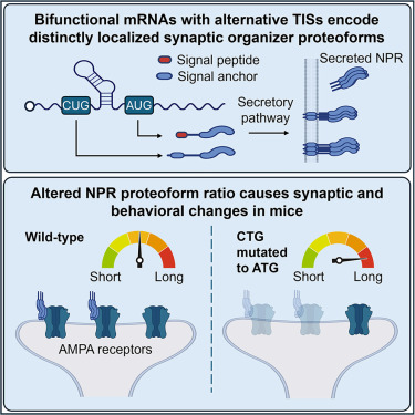 Alternative translation initiation produces synaptic organizer proteoforms with distinct localization and functions dlvr.it/TFTKc8