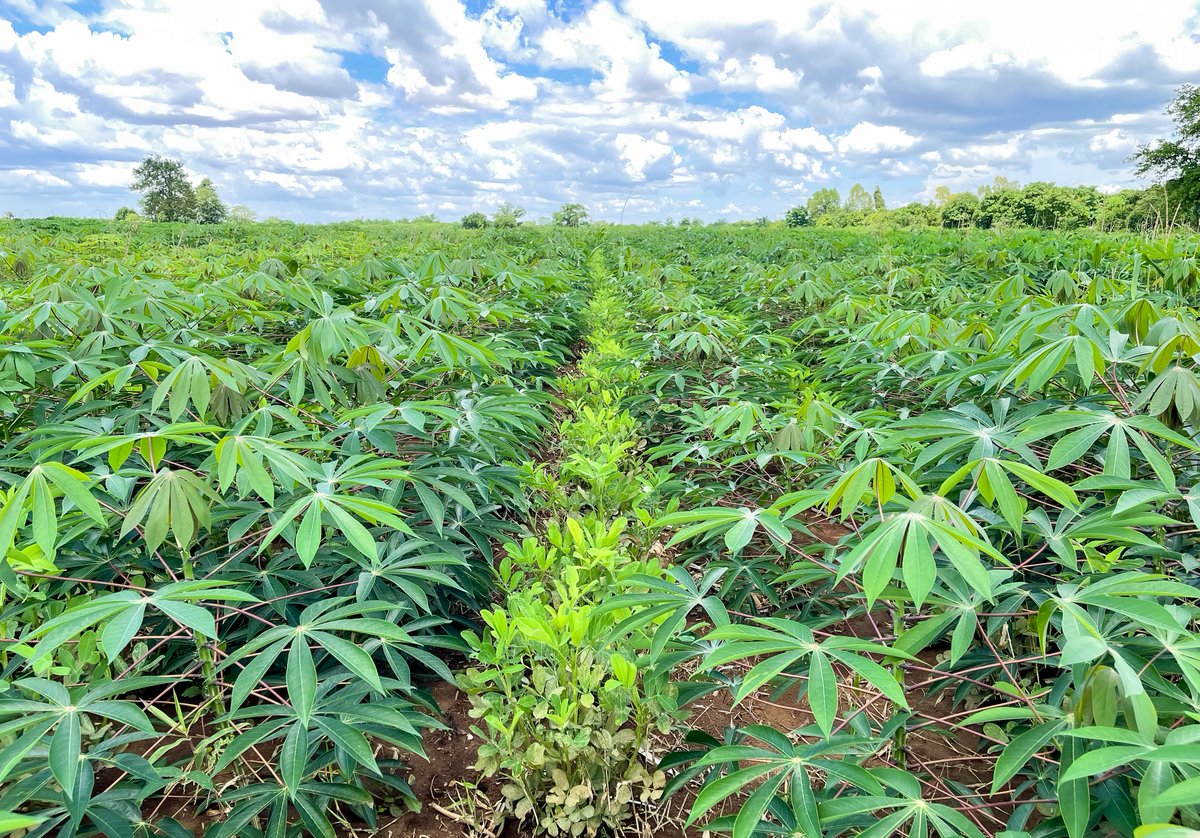 MetKasekor Model which CE SAIN of Faculty of AEC has contributed in financial support promoted cover crop plantation and intercropping of peanut and cassava techniques. It provides benefits such as reduce weed, increase water infiltration, provide nutrients, and increase yield.