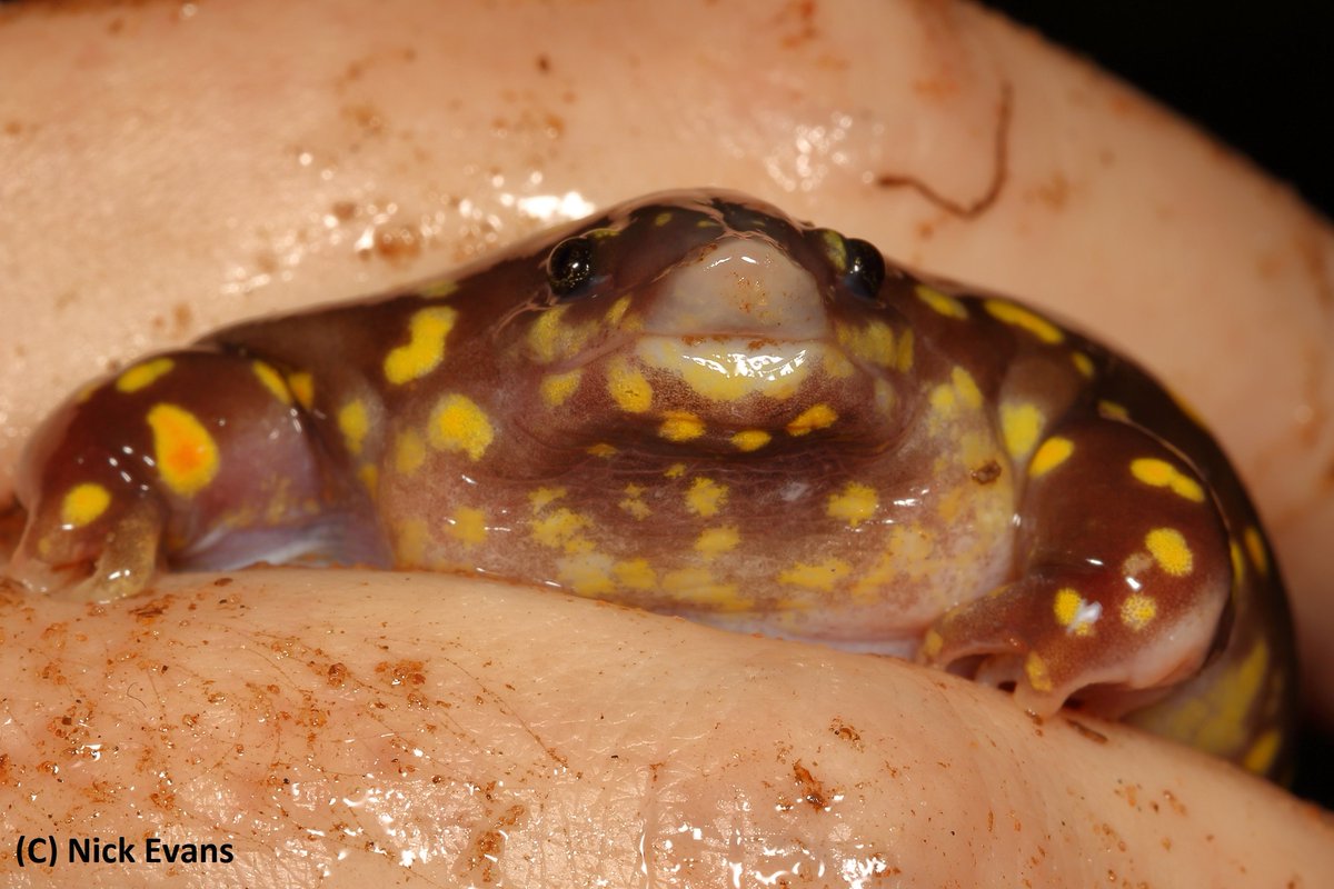 NickEvansKZN's tweet photo. A Spotted Shovel-nosed Frog (Hemisus guttatus) found recently on a frog survey, in Ballito, KZN.
A cute yet bizarre-looking, fossorial species, listed as Vulnerable.
#KZN #SouthAfrica #Frogs #Frogging #Conservation #Herpetology #canonphotography #canon #wildlife #amphibians https://t.co/VwzvzBtDMq