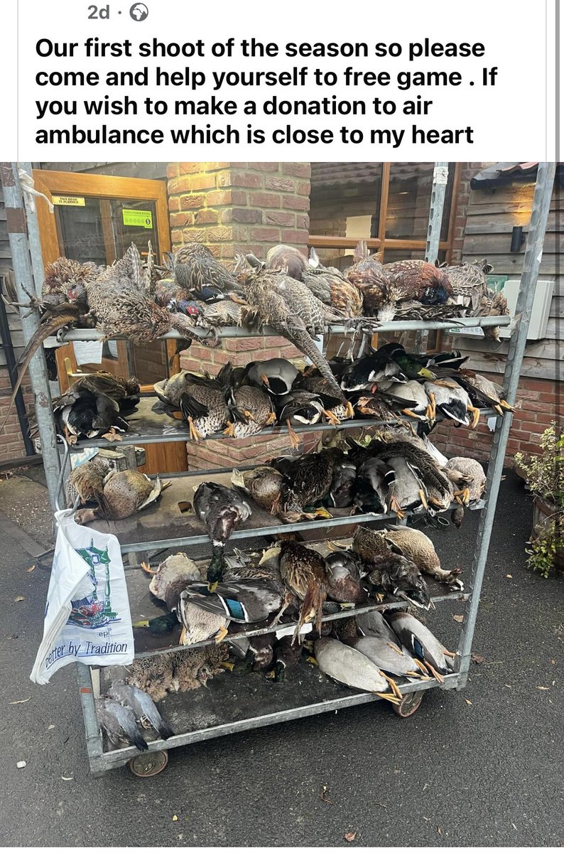 Angelsfeartogo's tweet photo. No thanks.. these were innocently flying around a day ago.
#stophunts https://t.co/KBgLkc8QsK