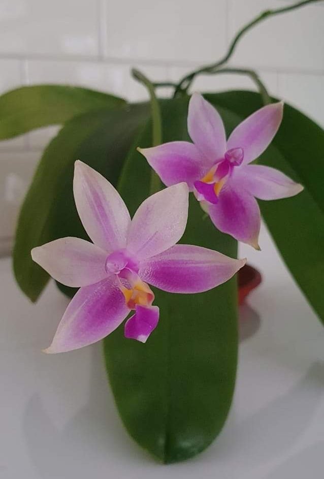 fiocchi25's tweet photo. Phal. mentawaiensis 🌱 https://t.co/d2RQ1vGdpR