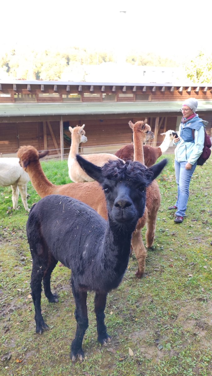 Third Infinity (@3rdinfinity2024) on Twitter photo Yesterday, we surprised our speakers with a visit to the Institute Alpacas! 🦙 Yesterday, we surprised our speakers with a visit to the Institute Alpacas! 🦙