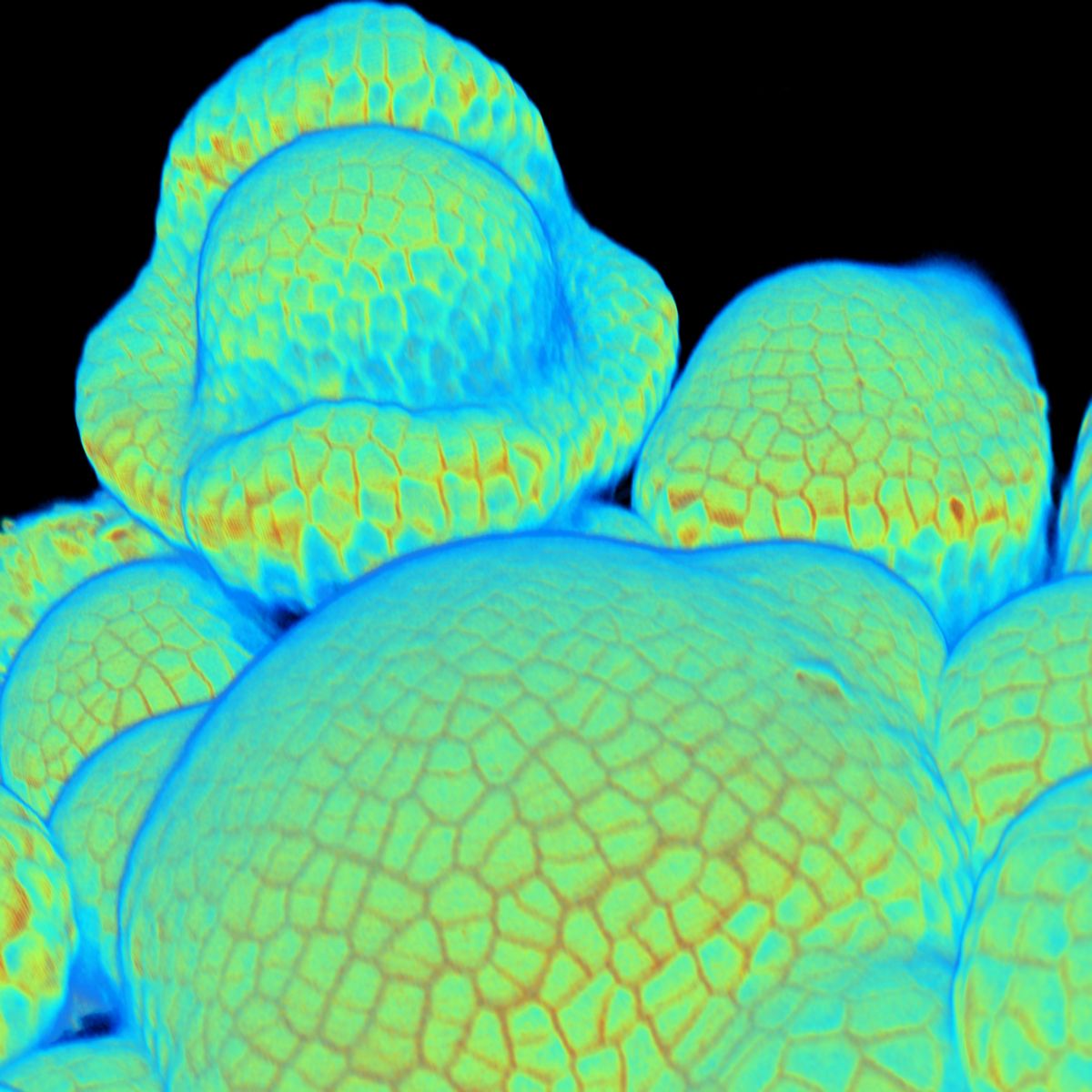 MPIMP Potsdam Golm 🌱🧪 (@mpimp_potsdam) on Twitter photo New insights in how actin influences cell shape in plants from the Sampathkumar Lab & <a href="/RichardSmithLab/">Richard Smith Lab 🇺🇦</a>.
cell.com/cell-reports/f… New insights in how actin influences cell shape in plants from the Sampathkumar Lab & <a href="/RichardSmithLab/">Richard Smith Lab 🇺🇦</a>.
cell.com/cell-reports/f…