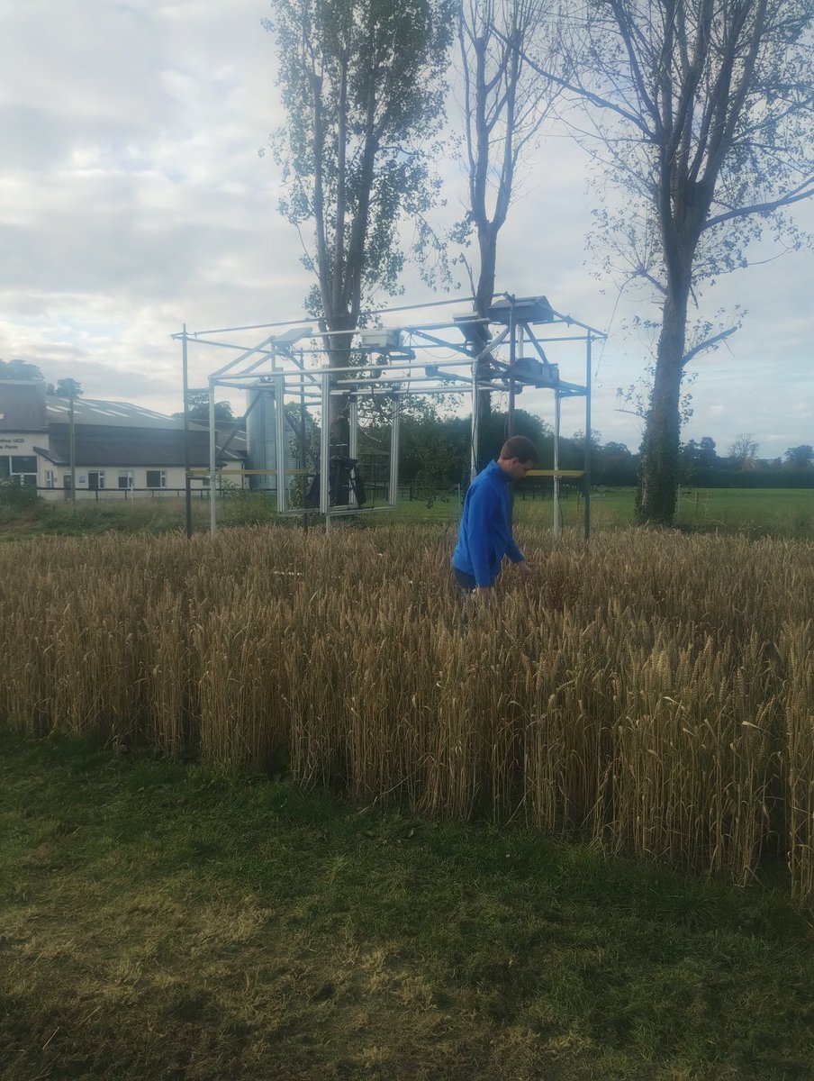 KevinMcDonnellP's tweet photo. Almost the last of the plots harvested at UCD Lyons, cereals and forages. Last pre-harvest data on late down spring crops. @Gary_DGillespie @Conork_28 keeping everything on track. @ucdagfood @IFAA_eire @UCDBioFoodEng https://t.co/YJEMFmgsia