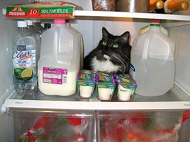 boturitter's tweet photo. "This is my spot. Don't even think about taking it." ๐น #CatLife #FridgeCat #Chillin https://t.co/7MLGaYmqwC