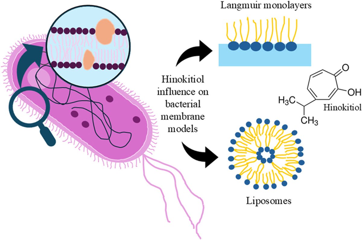 SIRIUS_Beamline's tweet photo. New paper: "Searching for the role of membrane lipids in the mechanism of antibacterial effect of hinokitiol" by Wyżga et al.
https://t.co/O8xqIvyBWX
#LangmuirFilms #GIXD (in the SI)
@ELSchemistry https://t.co/IGl1D7f7CS