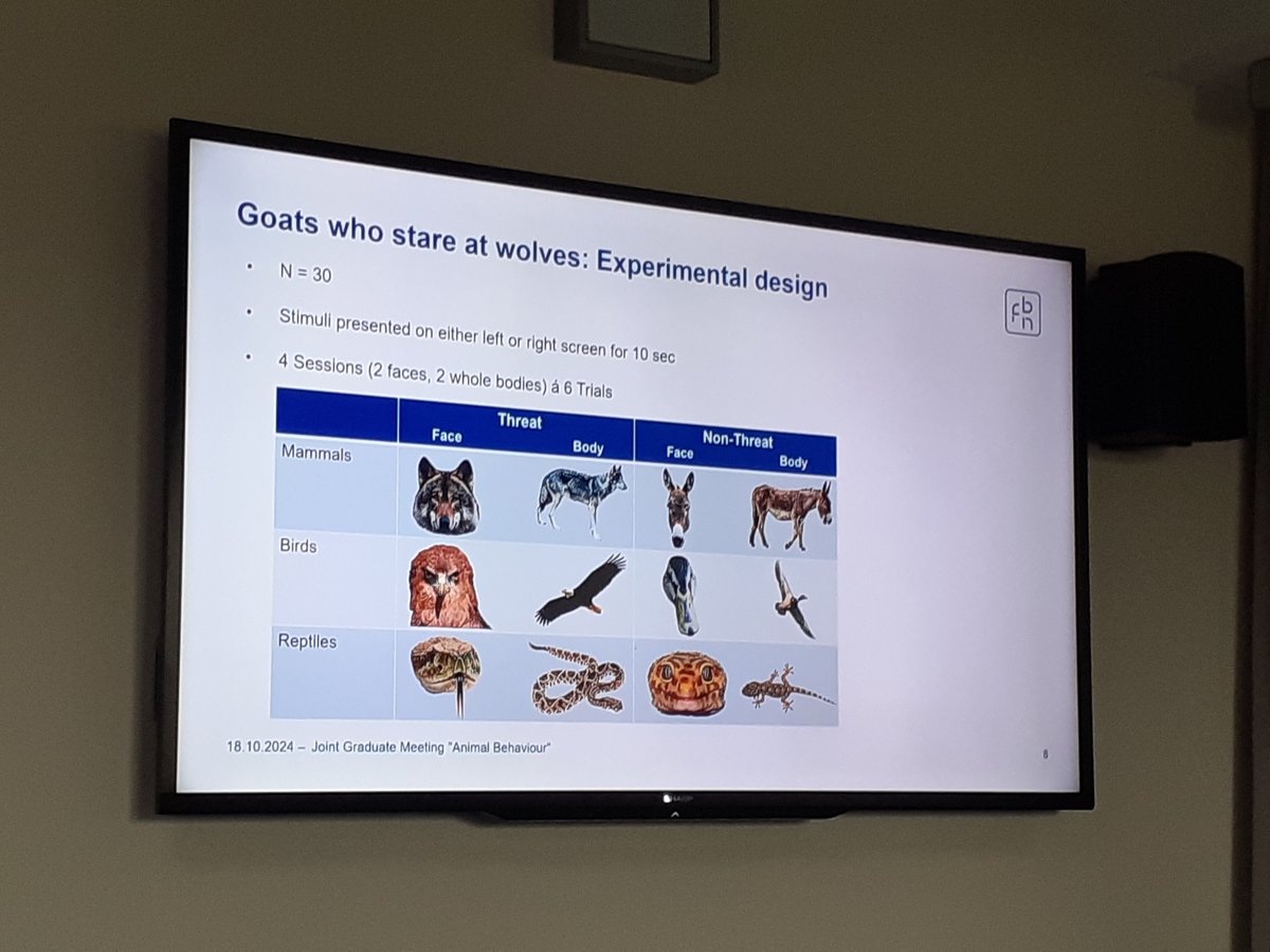 DZG section Behavioural Biology (@dzg_behaviour) on Twitter photo Next up: Jana Deutsch (<a href="/FBNDummerstorf/">FBN Dummerstorf</a>) will share the first results of her PhD project on developing an affect-driven attention bias test for goats! Are goats scared by the wolf?ππ‘
#gradbehav24 Next up: Jana Deutsch (<a href="/FBNDummerstorf/">FBN Dummerstorf</a>) will share the first results of her PhD project on developing an affect-driven attention bias test for goats! Are goats scared by the wolf?ππ‘
#gradbehav24