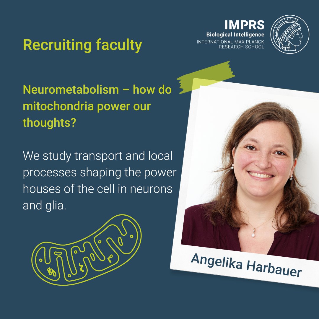 MPIforBI's tweet photo. Meet our recruiting faculty: The Harbauer lab @HarbauerL investigates the transport and local processes shaping mitochondria. They are hiring motivated PhD students to join their exciting research! Apply via our graduate school IMPRS-BI before November 10: https://t.co/UYjMRjPFvC 
 
🌐 More about the Harbauer Lab: https://t.co/ZgYXjhVG4v