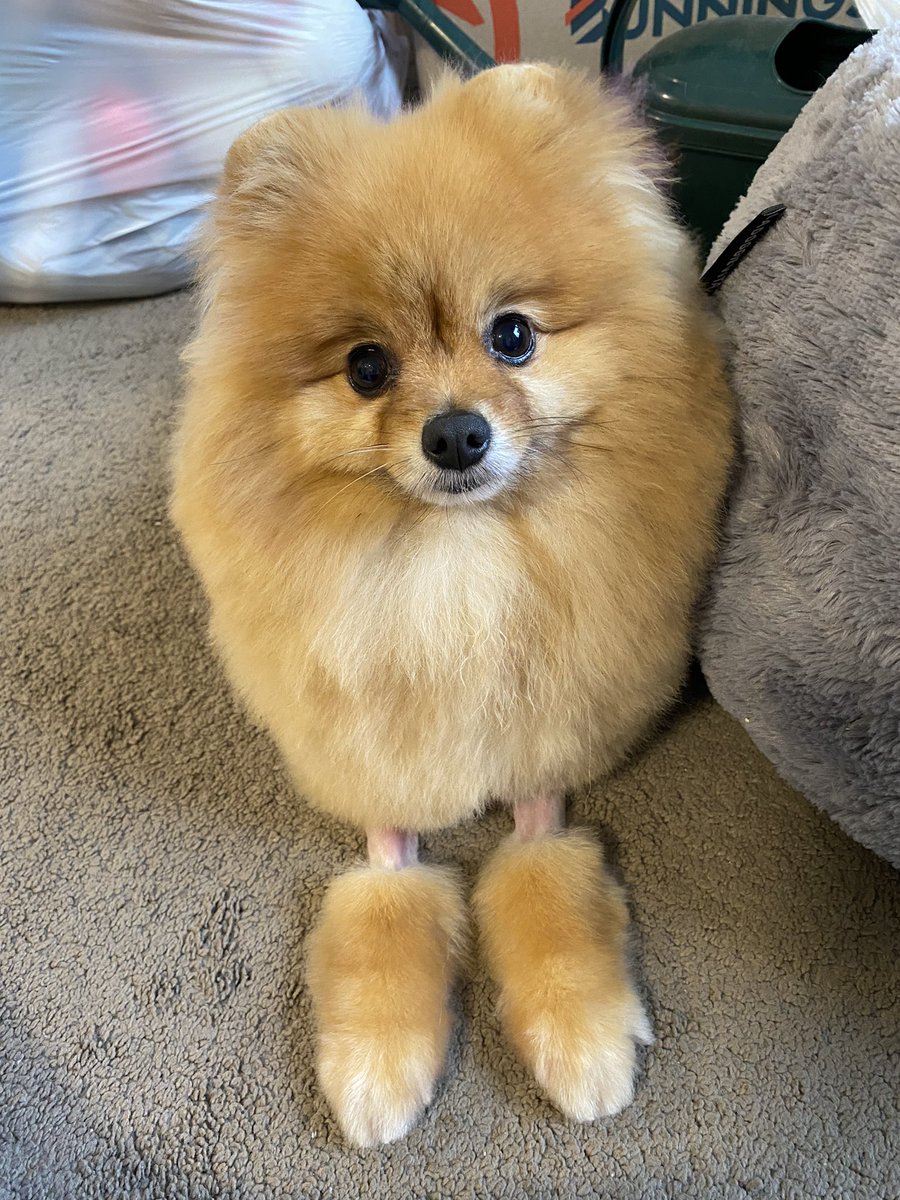 The vet shaved my legs but make it fashion ✨