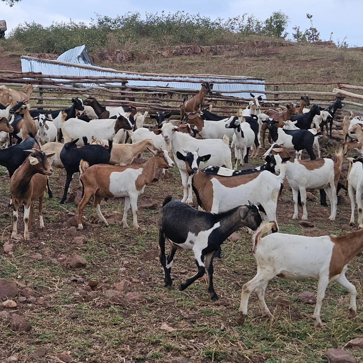 Goat 🐐 farming at <a href="/KavaJuruFarms/">Kava Juru Farms</a> in Rwanda 🇷🇼. Goat meat is the most consumed meat per capita worldwide. #RwoT #goatfarming #livestock #agribusiness #Rwanda