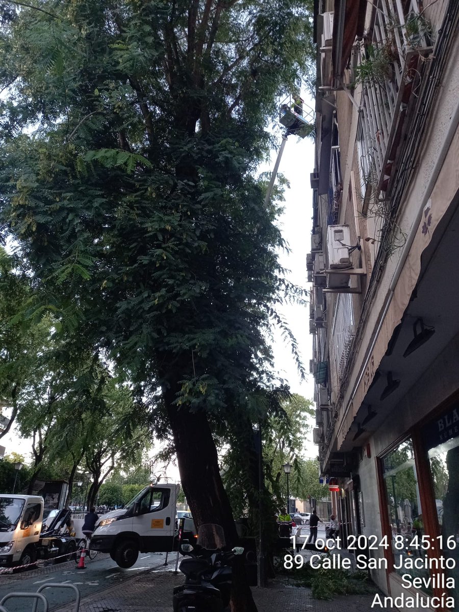 DtoTriana's tweet photo. ✅️ Buenos días, los operarios de parques y jardines continúan trabajando en las calles de nuestro barrio.
📍C/ Darro
📍C/ Mar del Plata
📍C/ San Jacinto.
Seguimos trabajando 👌
#DistritoTriana
#SevillaHoy https://t.co/mTsurgsgpP