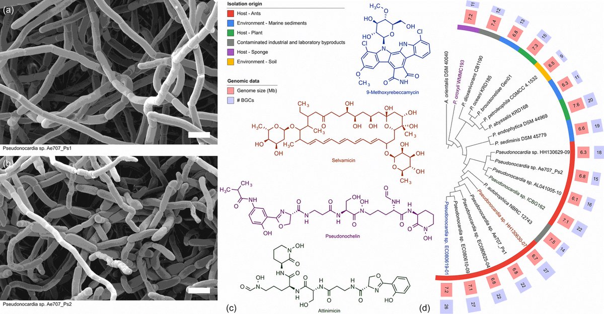 Pseudonocardia: antibiotics for every niche. Published #OpenAccess and fee-free in #MicrobioJ using a #PublishAndRead agreement as part of the Microbe Profiles collection: doi.org/10.1099/mic.0.…
