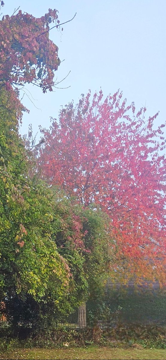 Hello from North Yorkshire. Delight. (May need a click.) #AutumnColours #Trees #Misty #Yorkshire