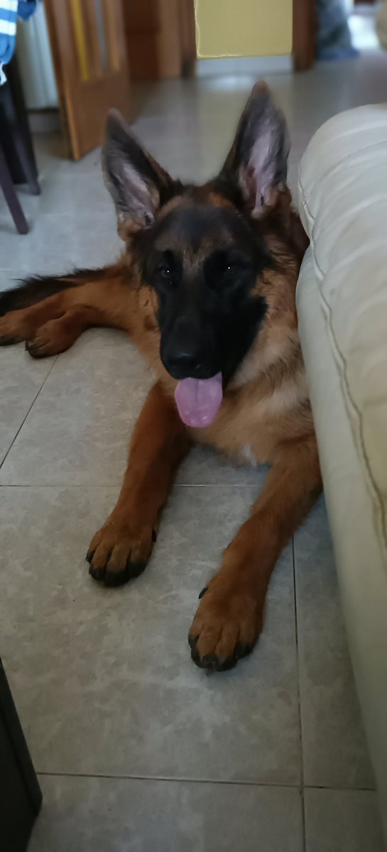 mirumarxu's tweet photo. Des d'ahir que hi ha un nou membre a la familia. Estic entre posar-li Nin o bé Cat. Quin us agrada més? Teniu més idees d'una sola síl·laba?

Bon dia, persones ☺️
Ajudeu-me en la màgia de Twitter. https://t.co/vqItd6BHqd