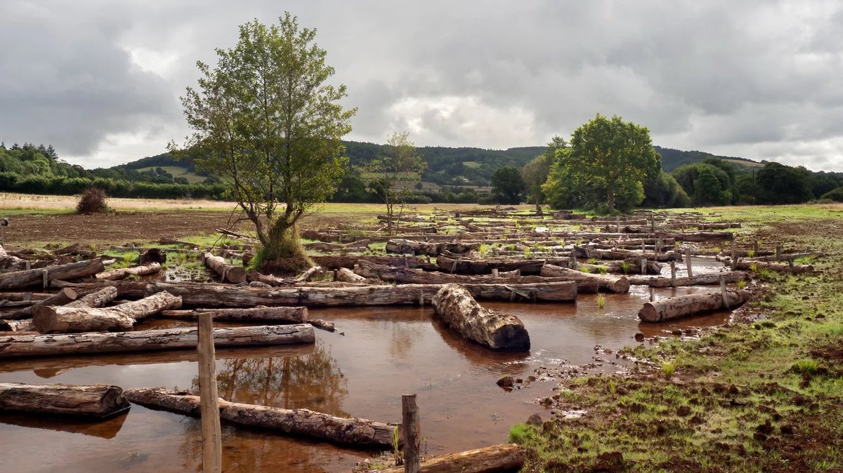 Celia Richardson (@celiarichards0n) on Twitter photo ‘The ecological equivalent of a complete reboot.’ <a href="/BBCJustinR/">Justin Rowlatt</a> on <a href="/BBCr4today/">BBC Radio 4 Today</a> earlier, on <a href="/nationaltrust/">National Trust</a> project to rewiggle a river. Scientists say it’s resulted in ‘an explosion of life.’ We’ll need a lot more wiggle in our rivers for an ecological recovery. ‘The ecological equivalent of a complete reboot.’ <a href="/BBCJustinR/">Justin Rowlatt</a> on <a href="/BBCr4today/">BBC Radio 4 Today</a> earlier, on <a href="/nationaltrust/">National Trust</a> project to rewiggle a river. Scientists say it’s resulted in ‘an explosion of life.’ We’ll need a lot more wiggle in our rivers for an ecological recovery.