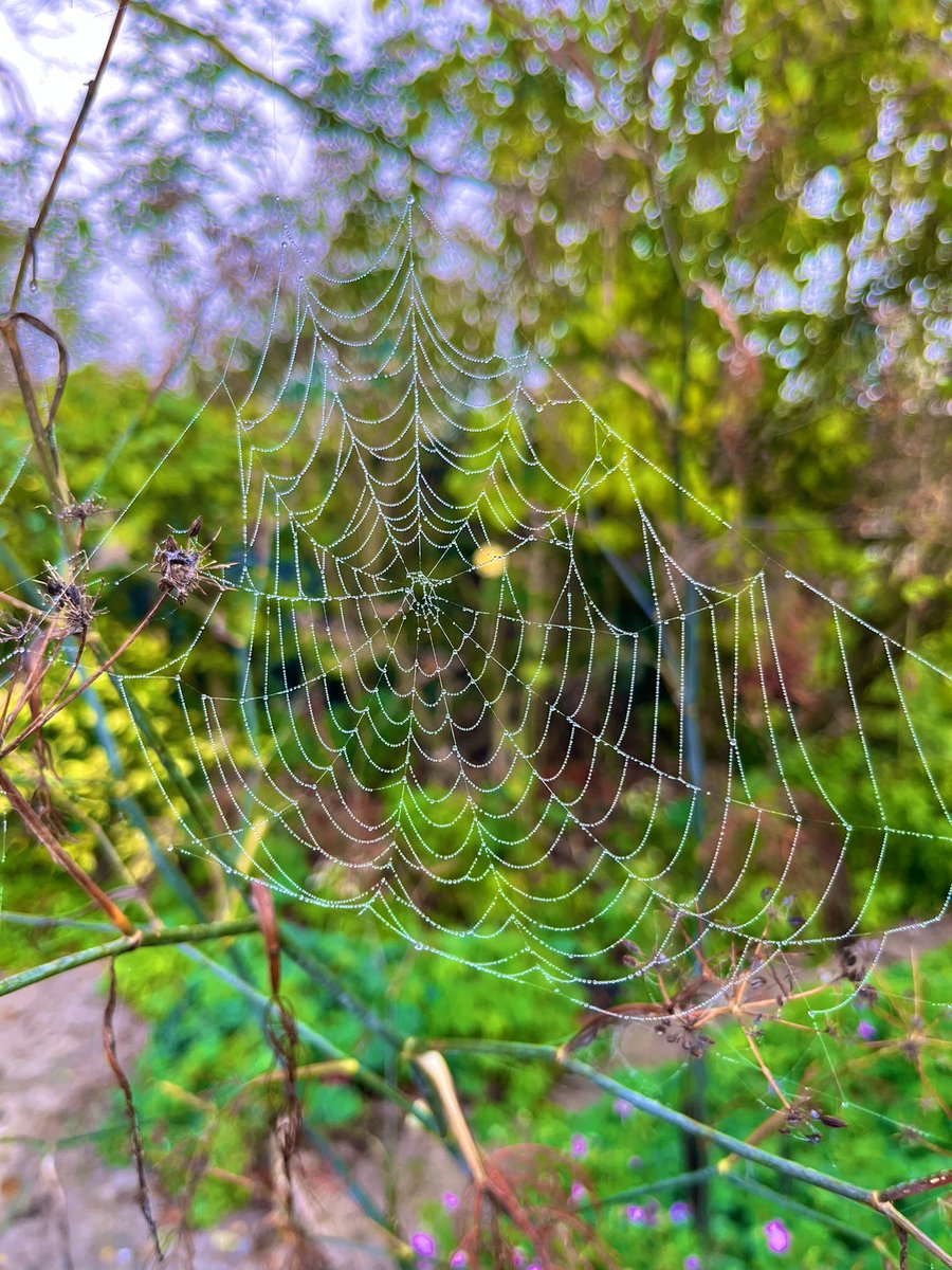 GraceLSDavidson's tweet image. Loving the beautiful spider webs in the garden this morning. 🕷️🕸️ #spiderart #spidersweb #spiders #morning #dew #friday #october #cambridgeshire 🍂