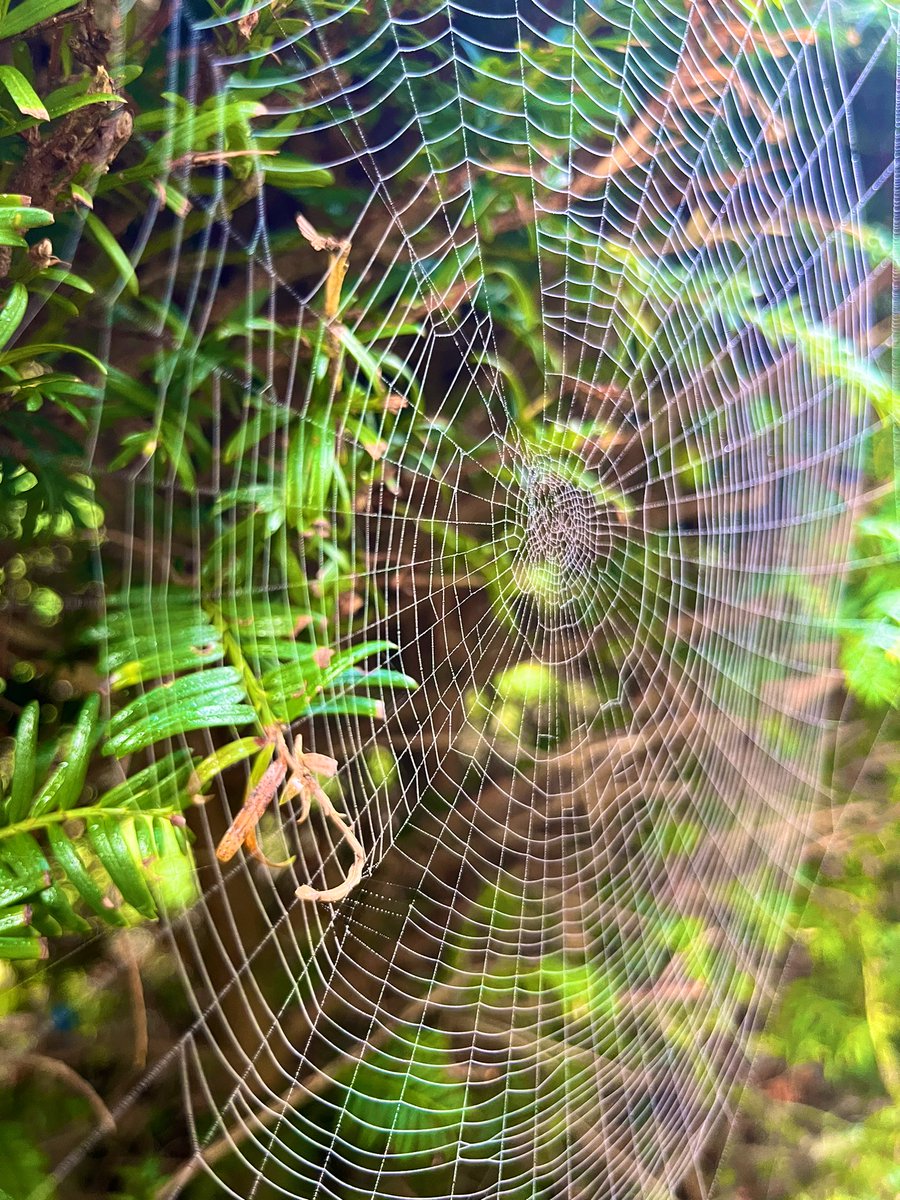 GraceLSDavidson's tweet image. Loving the beautiful spider webs in the garden this morning. 🕷️🕸️ #spiderart #spidersweb #spiders #morning #dew #friday #october #cambridgeshire 🍂