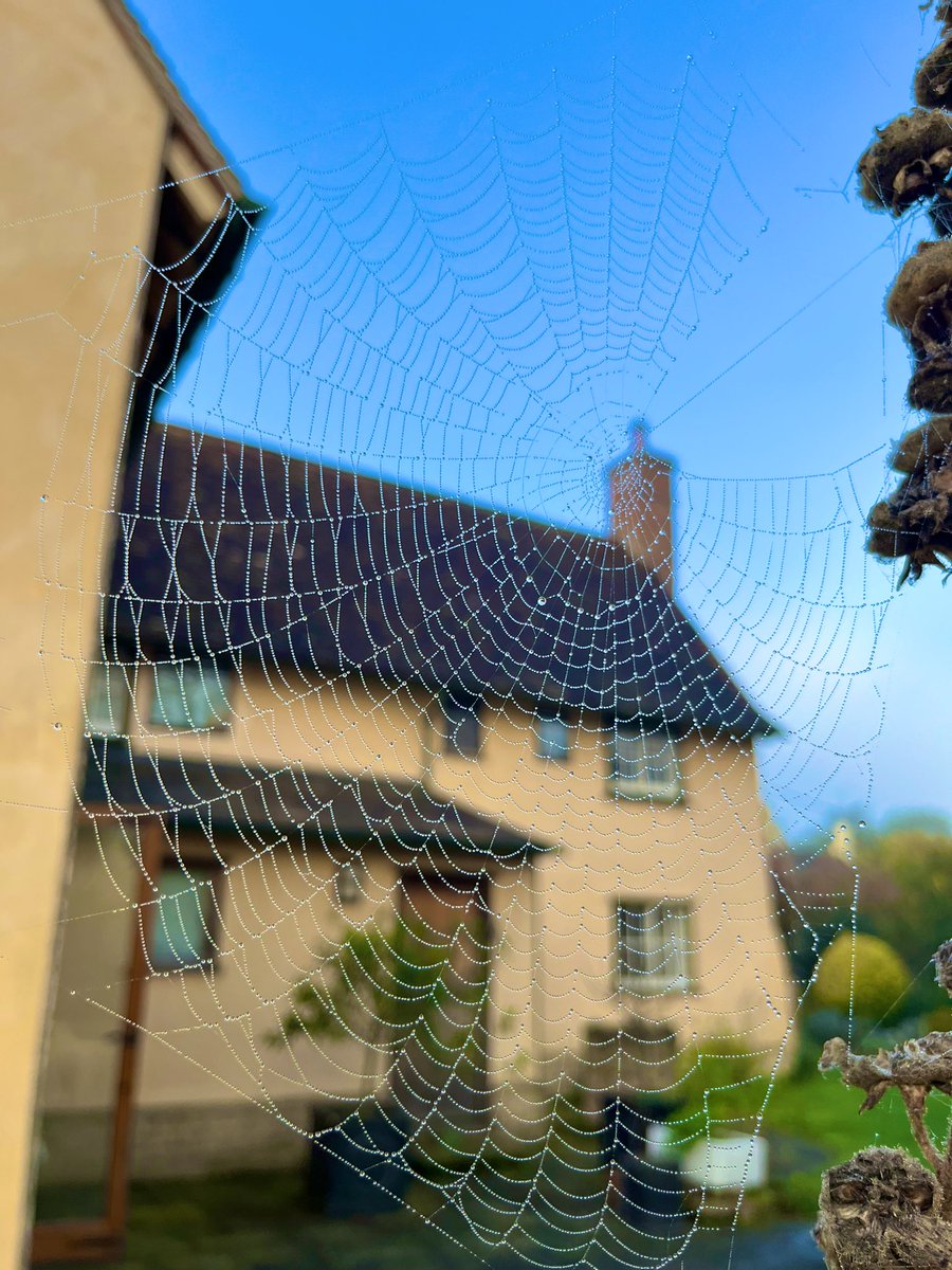 GraceLSDavidson's tweet image. Loving the beautiful spider webs in the garden this morning. 🕷️🕸️ #spiderart #spidersweb #spiders #morning #dew #friday #october #cambridgeshire 🍂