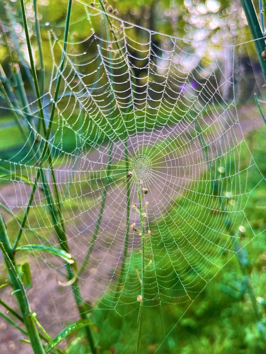 GraceLSDavidson's tweet image. Loving the beautiful spider webs in the garden this morning. 🕷️🕸️ #spiderart #spidersweb #spiders #morning #dew #friday #october #cambridgeshire 🍂