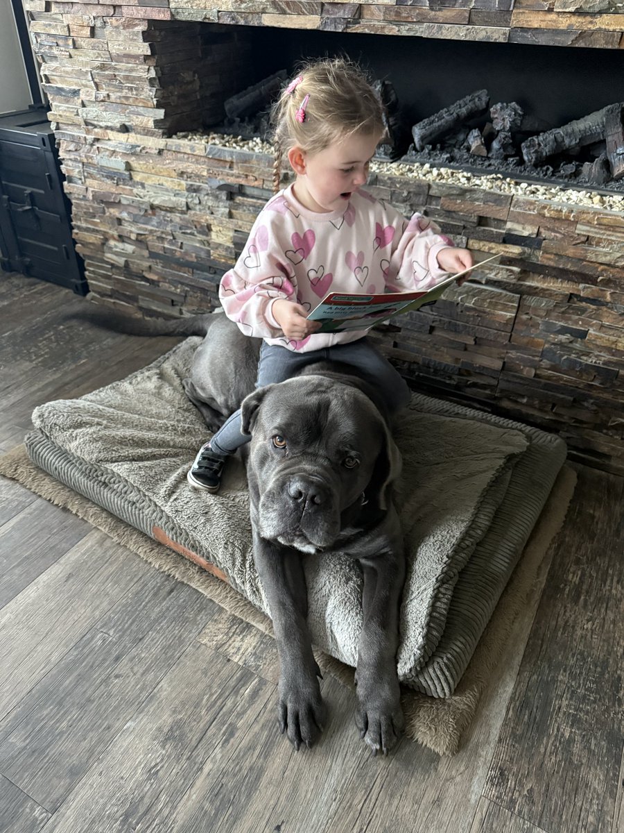 RubyMason's tweet photo. @SouthfieldFS Piper has been reading all over the house this morning! Including sat on her dog, on the kitchen table, in her camper van and upside down! 🙃📚 https://t.co/VPugDb1tGK