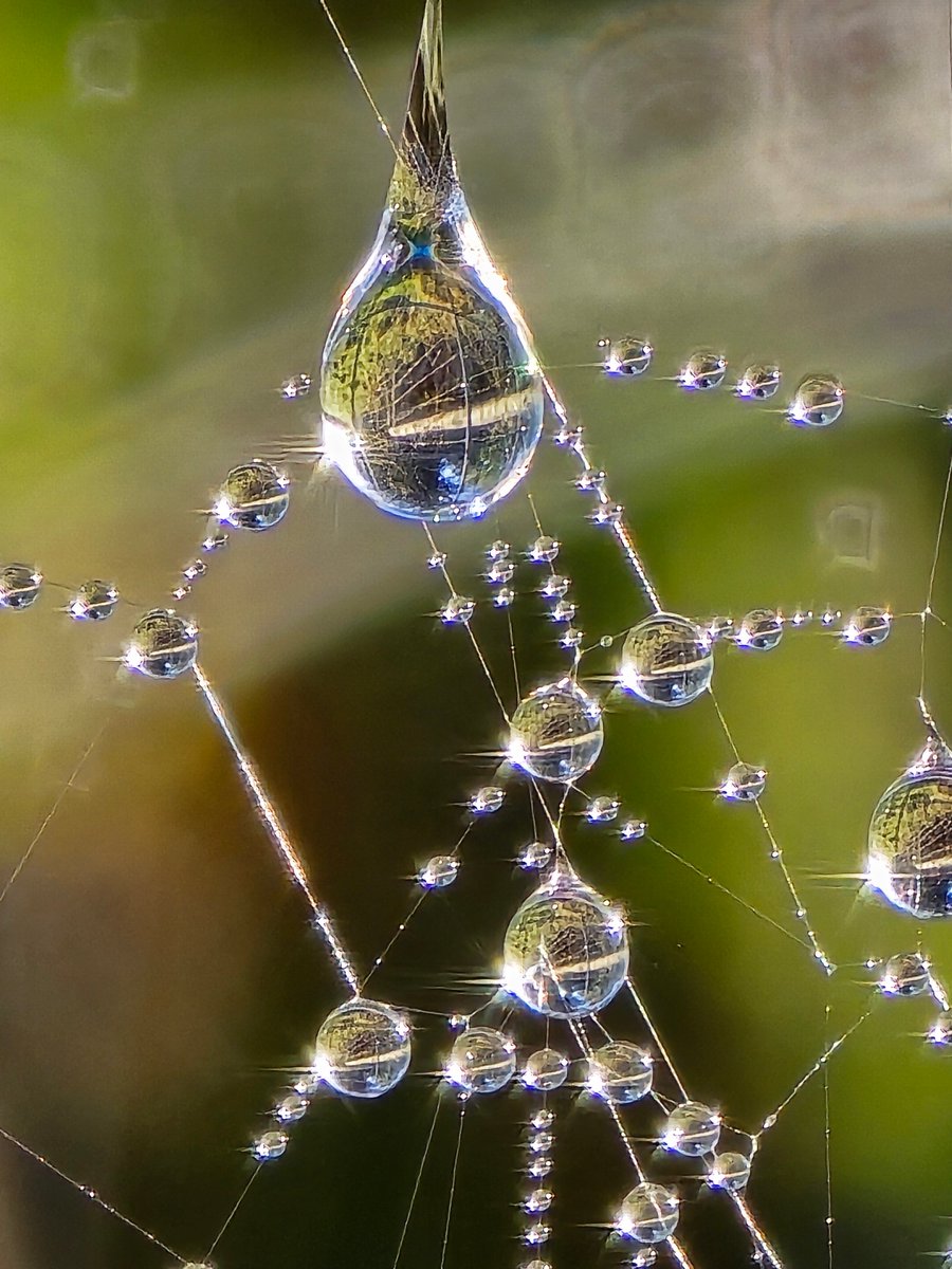 Spider web in the mist with the sun behind it. Taken on my phone just now.