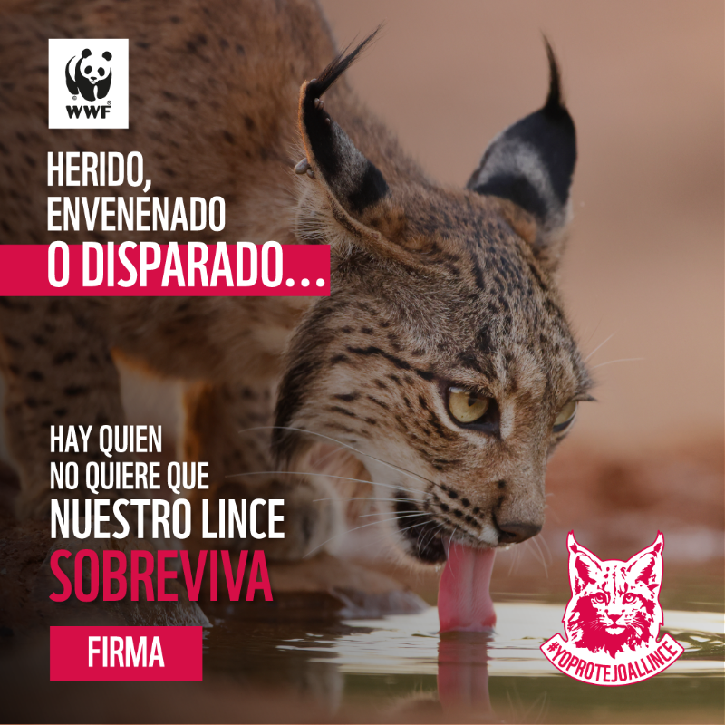 WWFespana's tweet photo. ¡Salva a nuestro lince 🐱 de la caza ilegal y los atropellos! Cada año siguen muriendo en España casi un centenar de linces ibéricos a manos de furtivos o por la falta de acción de las administraciones en las carreteras. Ayúdanos con tu firma ✍ #YoProtejoAlLince