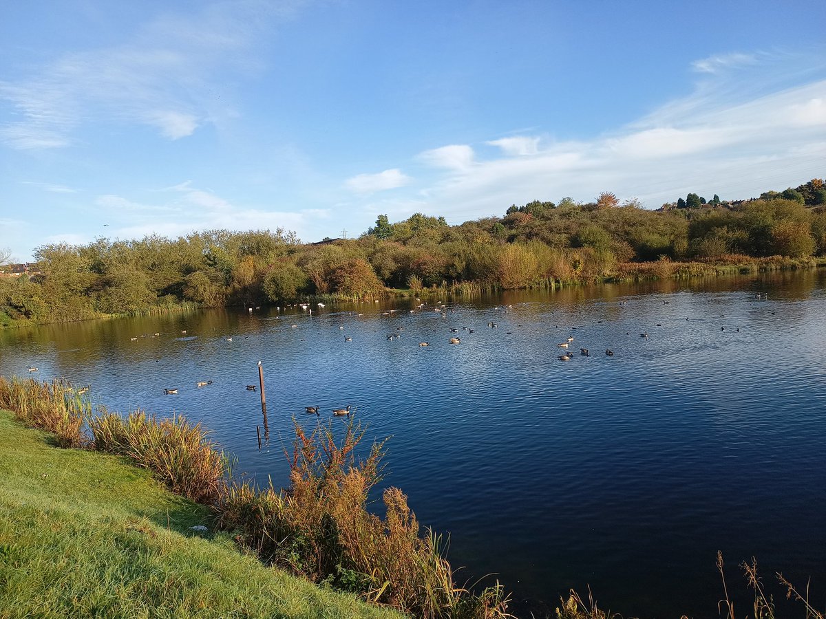 Fens Pools full of life yesterday. Found the wigeon on Grove, Pochard on Middle with 16 swans and a Kingfisher. No sign of the Teal, but Pheasant by Fens and Muntjac at the ridge and furrow 
<a href="/ChaterTodd/">Todd chater</a> <a href="/saltwellsbirder/">Andy Thomas</a>