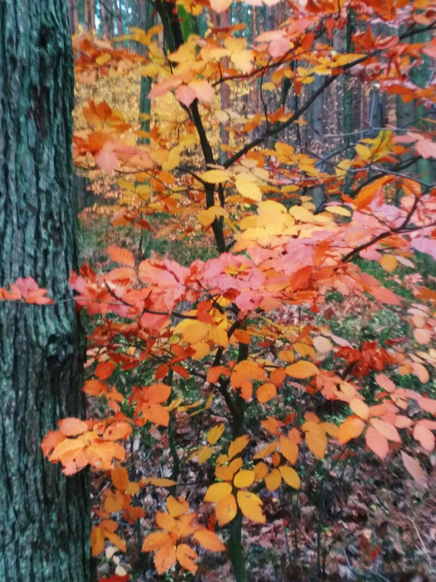 EliMatusia21's tweet image. #Pory roku  🍂🍁☔️
#Jesień 🥰🍁🍂🍁
Jesień, to porą roku, która pokazuje piękne kolory, wysyp  grzybów i zbiory plonów w ogrodach, na polach. Czas miłych chwil wieczorem w fotelu przy kominku, z kubkiem kakao i muzyka, którą lubimy... 💞