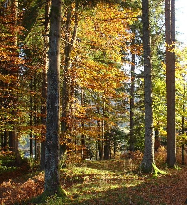 EliMatusia21's tweet image. #Pory roku  🍂🍁☔️
#Jesień 🥰🍁🍂🍁
Jesień, to porą roku, która pokazuje piękne kolory, wysyp  grzybów i zbiory plonów w ogrodach, na polach. Czas miłych chwil wieczorem w fotelu przy kominku, z kubkiem kakao i muzyka, którą lubimy... 💞