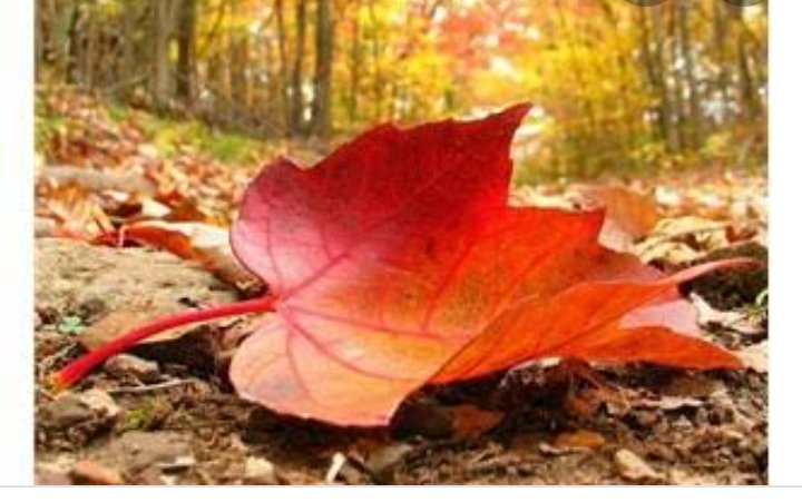 EliMatusia21's tweet image. #Pory roku  🍂🍁☔️
#Jesień 🥰🍁🍂🍁
Jesień, to porą roku, która pokazuje piękne kolory, wysyp  grzybów i zbiory plonów w ogrodach, na polach. Czas miłych chwil wieczorem w fotelu przy kominku, z kubkiem kakao i muzyka, którą lubimy... 💞