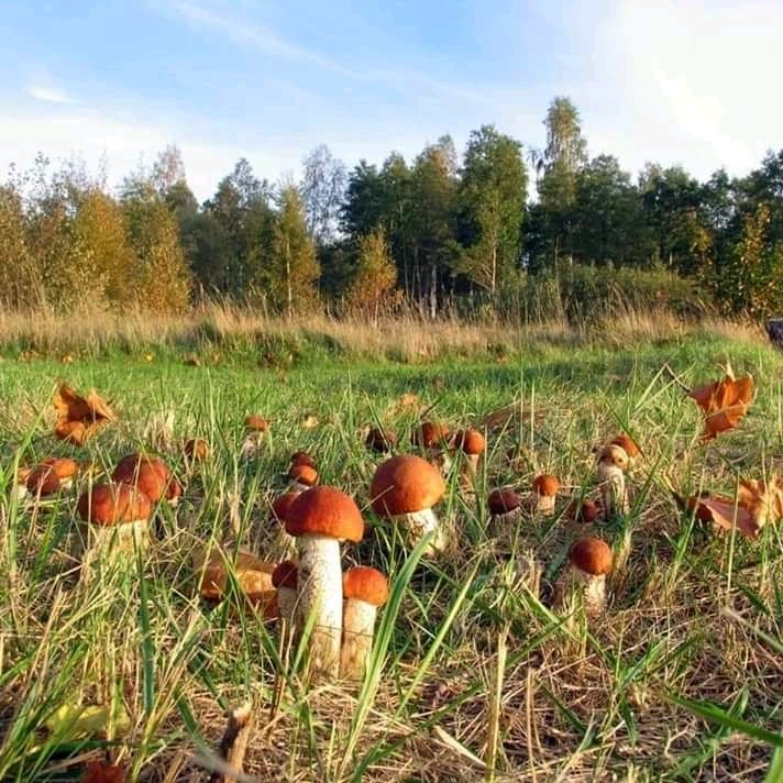 EliMatusia21's tweet image. #Pory roku  🍂🍁☔️
#Jesień 🥰🍁🍂🍁
Jesień, to porą roku, która pokazuje piękne kolory, wysyp  grzybów i zbiory plonów w ogrodach, na polach. Czas miłych chwil wieczorem w fotelu przy kominku, z kubkiem kakao i muzyka, którą lubimy... 💞