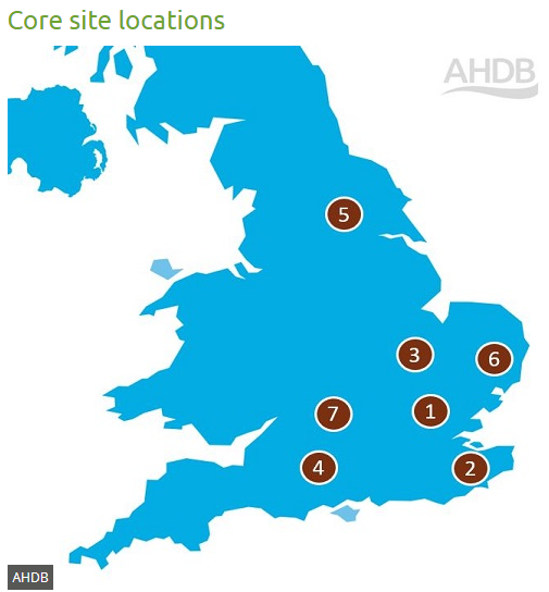 AphidsToZ's tweet image. Activity from adult CSFB has been low across all sites in recent weeks. Our Cambridgeshire site has recorded higher levels of larval scarring, with approximately 1/4 of plants scored this week showing signs of invasion @AHDB_Cereals