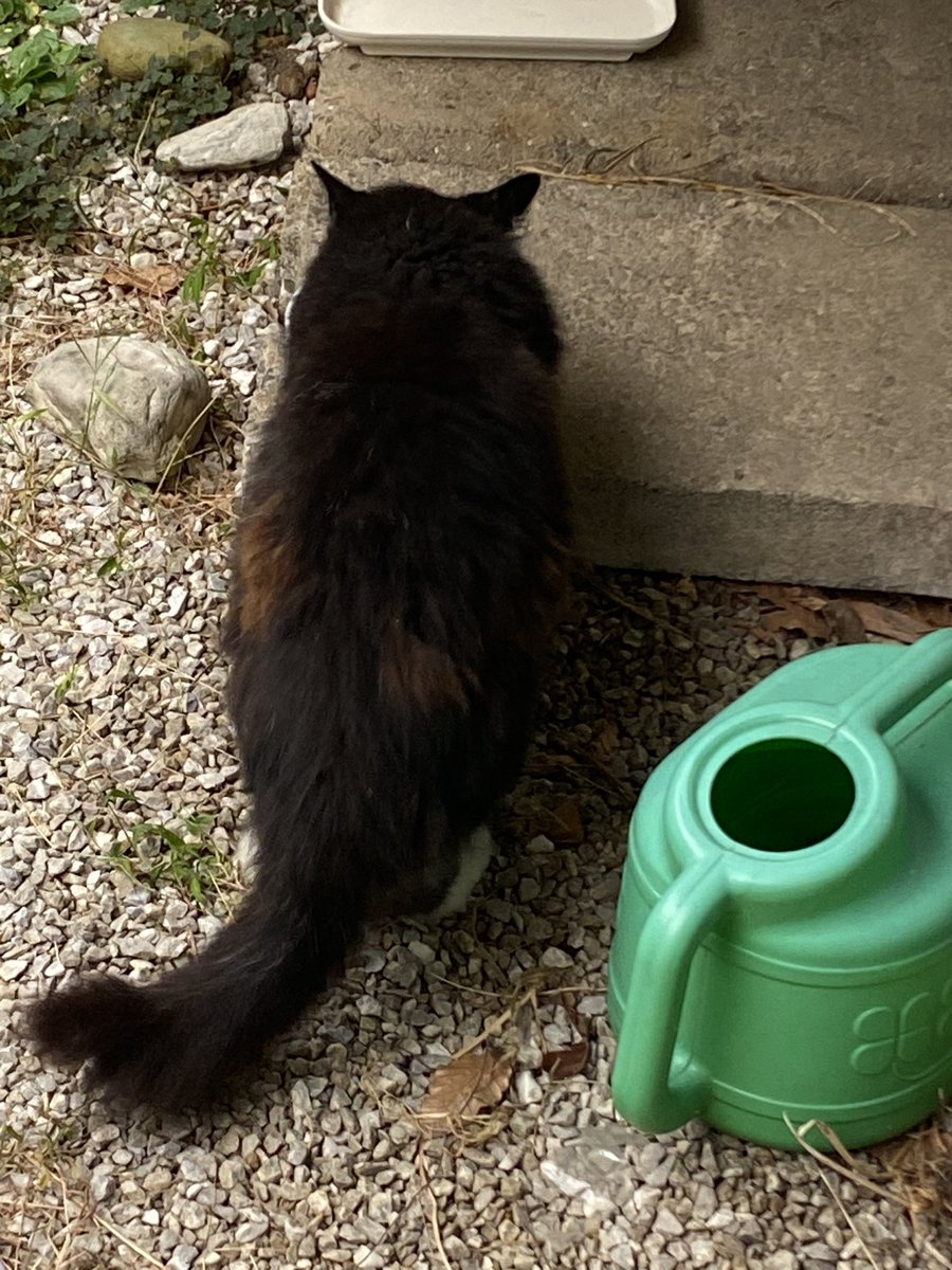 kuronyannel's tweet photo. くろニャンです。   #猫 #野良猫 #くろニャン #長毛 #cat #black #猫好き #猫のいる暮らし #猫のいる日々 #くつろぎ猫 #まったり猫 #癒し #かわいい #かわいいしか思い浮かばない https://t.co/MJqCeLczhG