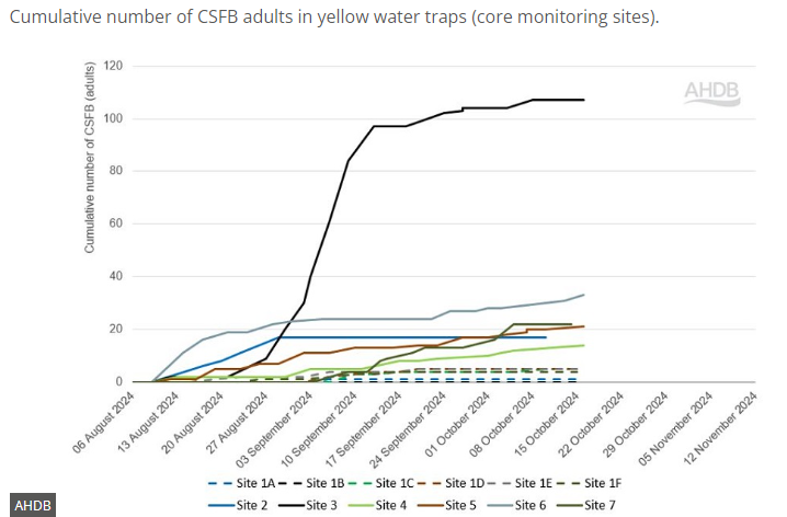 AphidsToZ's tweet image. Activity from adult CSFB has been low across all sites in recent weeks. Our Cambridgeshire site has recorded higher levels of larval scarring, with approximately 1/4 of plants scored this week showing signs of invasion @AHDB_Cereals