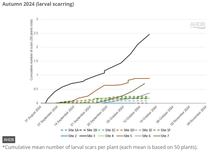 AphidsToZ's tweet image. Activity from adult CSFB has been low across all sites in recent weeks. Our Cambridgeshire site has recorded higher levels of larval scarring, with approximately 1/4 of plants scored this week showing signs of invasion @AHDB_Cereals