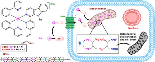 LIPPSO group (@lippsogroup) on Twitter photo "Bombesin-Targeted Delivery of β-Carboline-Based Ir(III) and Ru(II) Photosensitizers for a Selective Photodynamic Therapy of Prostate Cancer" in <a href="/InorgChem/">Inorganic Chemistry</a>
doi.org/10.1021/acs.in… "Bombesin-Targeted Delivery of β-Carboline-Based Ir(III) and Ru(II) Photosensitizers for a Selective Photodynamic Therapy of Prostate Cancer" in <a href="/InorgChem/">Inorganic Chemistry</a>
doi.org/10.1021/acs.in…