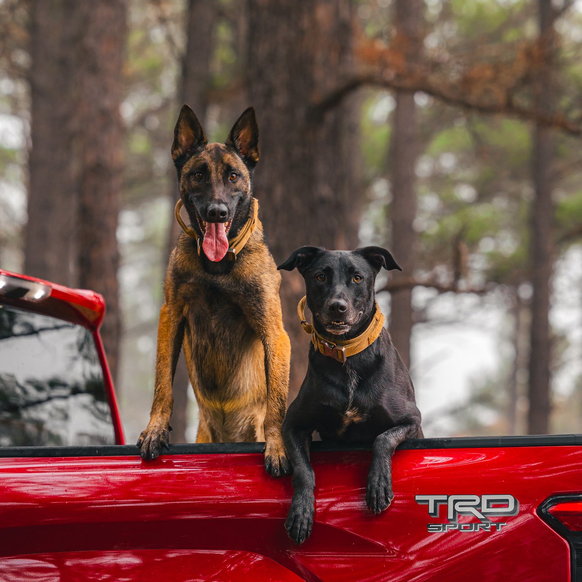 Nothing beats a day with Tacoma and your two best friends.