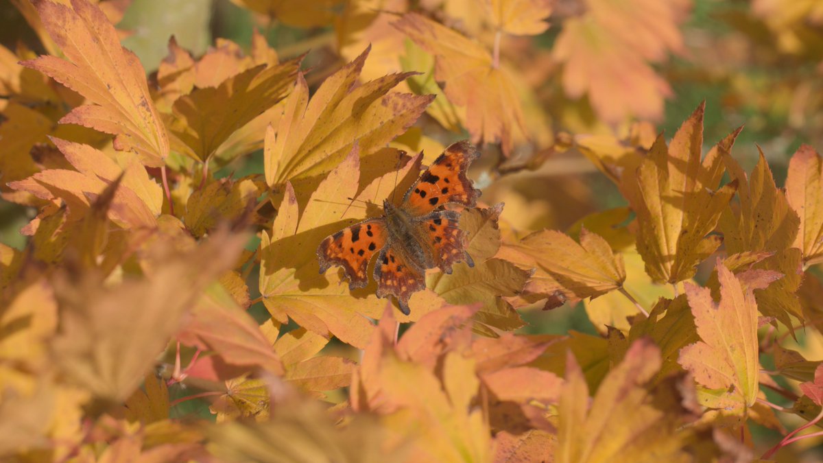 🎶Comma, comma, comma, comma, comma chameleon🎶

Another shot of the comma from yesterday.