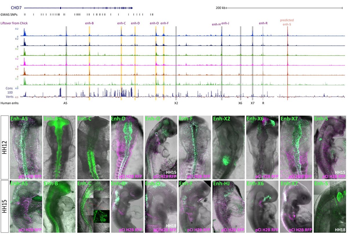 PLOS Biology (@plosbiology) on Twitter photo #CHARGEsyndrome involves aberrant #NeuralCrest development due to mutations in CHD7. <a href="/Ruth_Y_Williams/">Ruth Williams</a> <a href="/saukaspengler/">Tatjana Sauka-Spengler</a> &co explore enhancers & tissue-specific TFs that regulate Chd7 expression in developing chick & human neural crest <a href="/TSS_Lab/">Sauka-Spengler Lab</a> #PLOSBiology plos.io/4eO4wfl #CHARGEsyndrome involves aberrant #NeuralCrest development due to mutations in CHD7. <a href="/Ruth_Y_Williams/">Ruth Williams</a> <a href="/saukaspengler/">Tatjana Sauka-Spengler</a> &co explore enhancers & tissue-specific TFs that regulate Chd7 expression in developing chick & human neural crest <a href="/TSS_Lab/">Sauka-Spengler Lab</a> #PLOSBiology plos.io/4eO4wfl