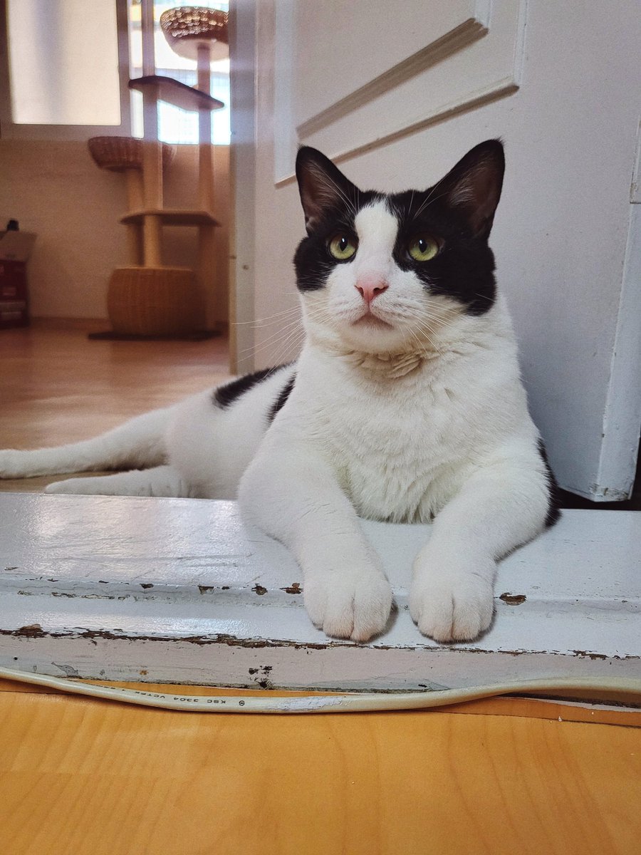 gabinyoon's tweet photo. 냥냐리 냥냥 #노아 #요나 #냥이 https://t.co/Hczu0rb5Cp
