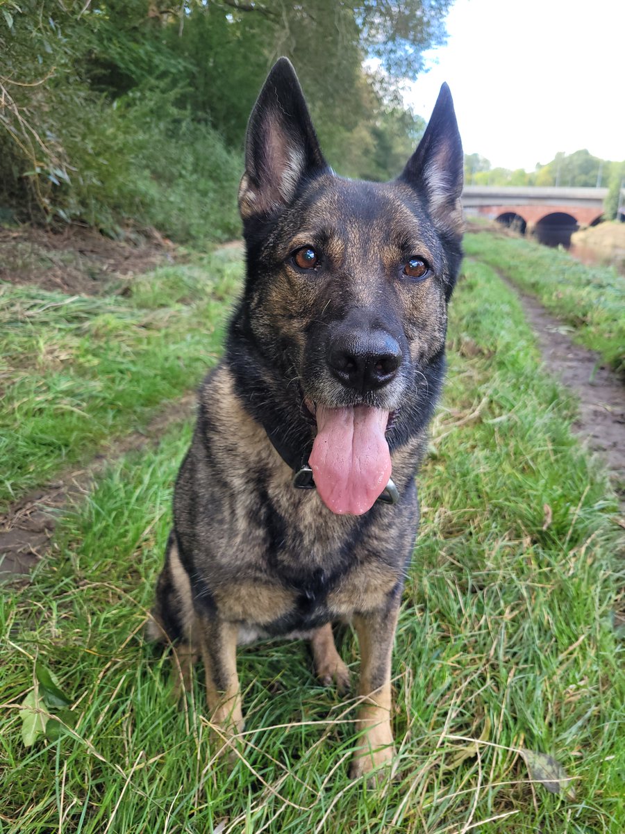 GMPDogs's tweet photo. PD Mel was challenged to a game of hide and seek in the early hours. First she finds the weapon, next she finds the discarded clothing, lastly she finds the offender hiding behind a car. Hider 0, seeker 3. One off to custody for weapon offences. Challenge completed. https://t.co/sSesOshyNB