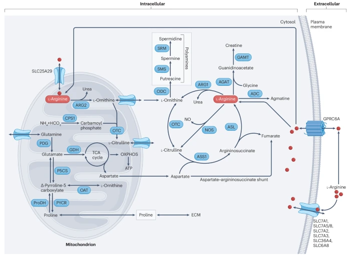 Nature Rev Immunol (@natrevimmunol) on Twitter photo NEW Review: The roles of arginases and arginine in immunity
bit.ly/3zZZMUL
by Stefania Canè, Roger Geiger & Vincenzo Bronte <a href="/iov_irccs/">IOV - Istituto Oncologico Veneto</a> <a href="/BellinzonaIrb/">IRB_Bellinzona</a>
describes how arginases and their metabolites contribute to immune dysfunction in various diseases NEW Review: The roles of arginases and arginine in immunity
bit.ly/3zZZMUL
by Stefania Canè, Roger Geiger & Vincenzo Bronte <a href="/iov_irccs/">IOV - Istituto Oncologico Veneto</a> <a href="/BellinzonaIrb/">IRB_Bellinzona</a>
describes how arginases and their metabolites contribute to immune dysfunction in various diseases
