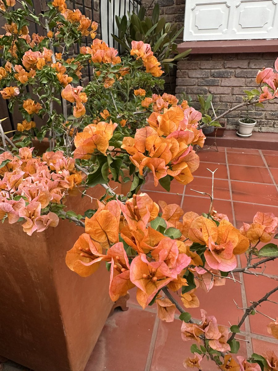 Encontré estas flores que hacían juego con mi maquillaje de hoy .