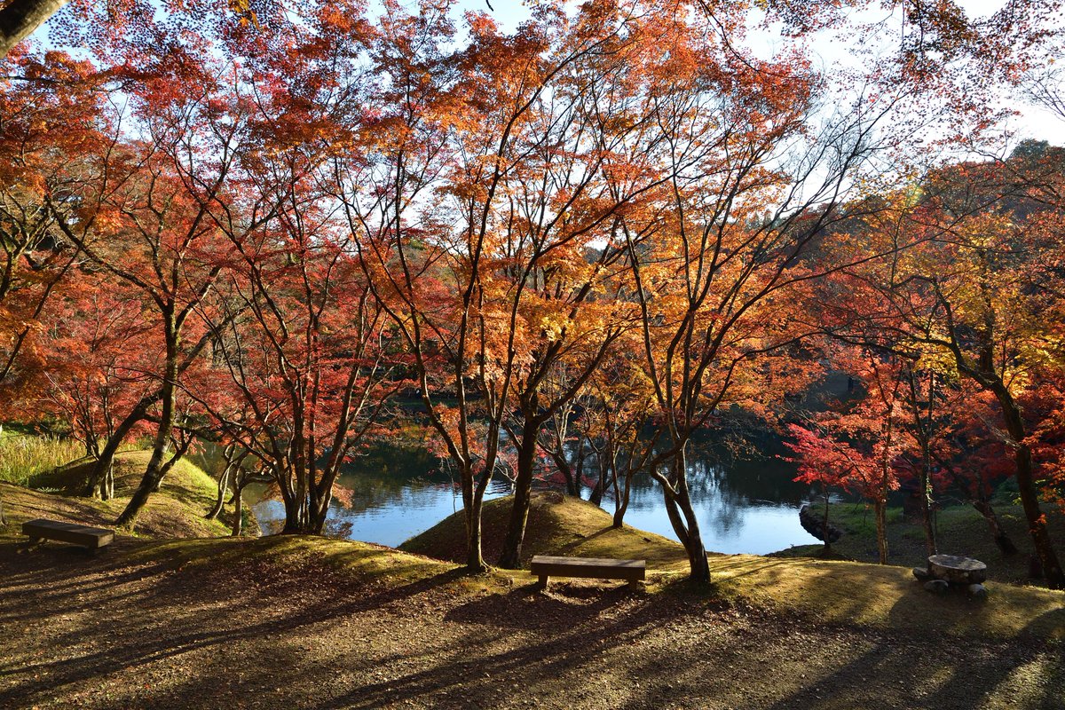 TouriiJP's tweet photo. Dear #Bonjin
The "43rd Yujaku Maple Festival" will be held at Yujaku Park in Asaji Town, BungoOno City.
The Yujaku Maple Festival in Bungo Ono, Japan, is a popular yearly event celebrating autumn.
The park's full with autumn colors attract photographers and nature lovers. Somehow the park also known as the showcase of beautiful and color leaves.
Traveler are suggested come at evening, you may feel the wonderful atmosphere around here.
#豊後大野市 #サウナのまち #ジオパーク #エコパーク