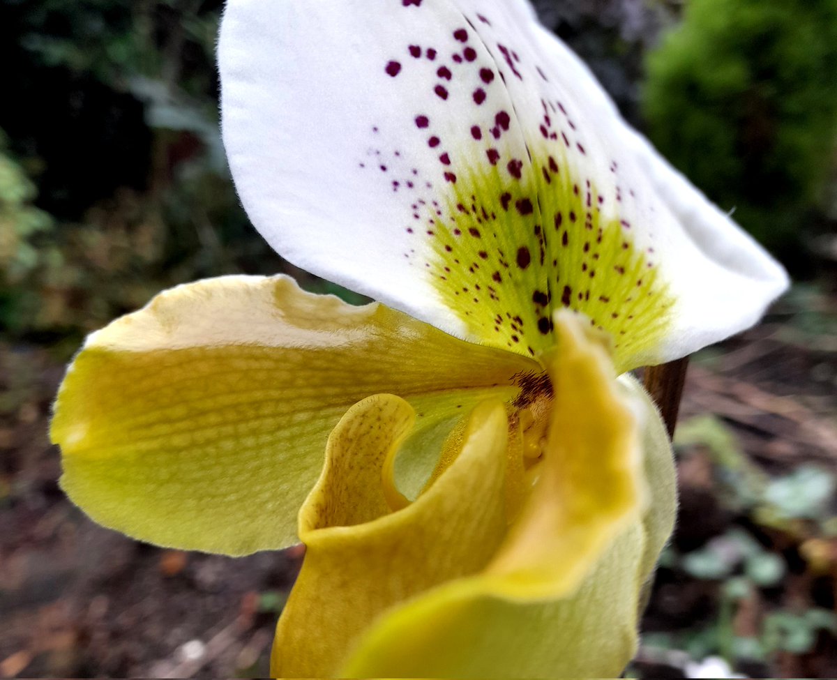 Brian Hodgkin, ML (@brianh4951) on Twitter photo Second addition of the year to the Hodgkin windowsill ladyslipper hareem flowers. A hybrid Paphiopedilum that never seems to provide large flowers brightening up this side of the great pothole. <a href="/PetrovichBilly/">Orchiholism</a> Second addition of the year to the Hodgkin windowsill ladyslipper hareem flowers. A hybrid Paphiopedilum that never seems to provide large flowers brightening up this side of the great pothole. <a href="/PetrovichBilly/">Orchiholism</a>