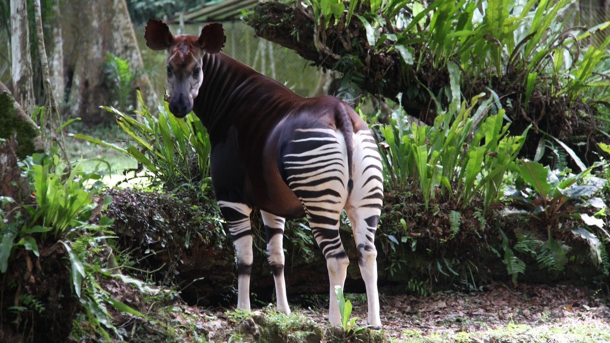 Happy World Okapi Day!

Did you know that the Okapi is an EDGE species? You can find them on our EDGE mammals list. 

Okapis tongues are so long, that they use them to wash their eyelids, clean out their ears, and even swat insects away from their neck!

#WorldOkapiDay