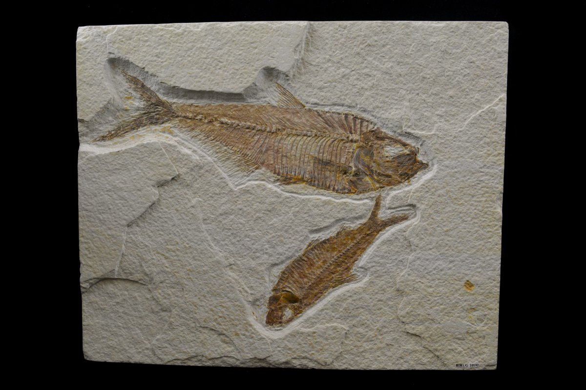 Lapworth Museum of Geology tweet media