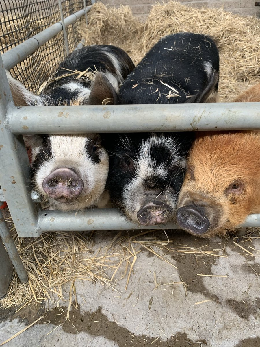 Scottish Smallholder Festival (@ssgfestival) on Twitter photo Last spots available!
Join the SRUC Pig Practical session, free to attendees at the Smallholder Festival, with SRUCās state-of-the-art veterinary pig and piglet models.
A couple of slots left at 11.30am and 1.30pm, email SRUC at caroline.robinson@sruc.ac.uk to book. Last spots available!
Join the SRUC Pig Practical session, free to attendees at the Smallholder Festival, with SRUCās state-of-the-art veterinary pig and piglet models.
A couple of slots left at 11.30am and 1.30pm, email SRUC at caroline.robinson@sruc.ac.uk to book.